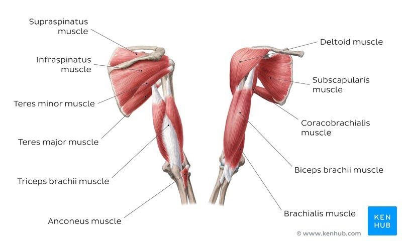 Biceps Tendonitis