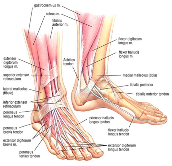 Chronic Ankle Instability