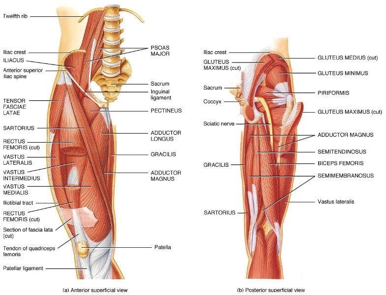 Hip Osteoarthritis