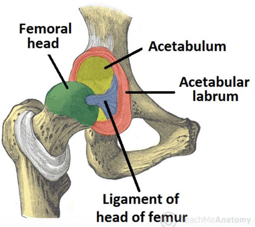 Total Hip Replacement